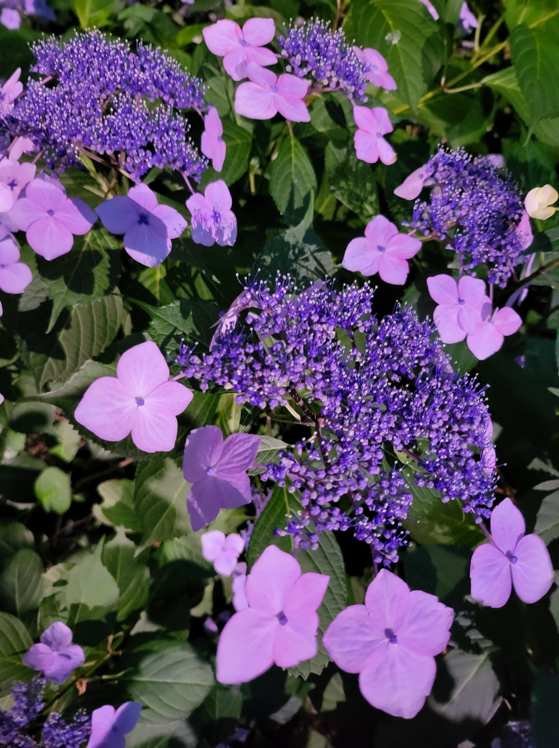 プティパ～小さな一歩～ 夢の居場所をつくろうプロジェクト