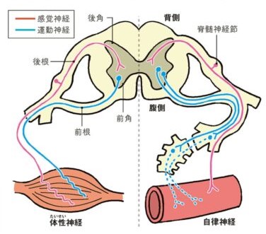 脊髄