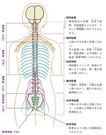 脊髄神経