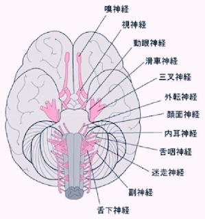 脳神経