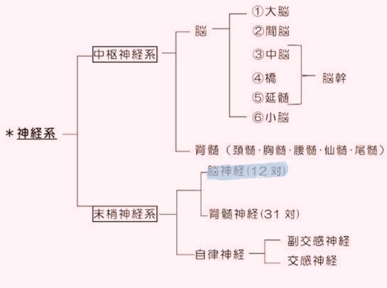 神経系