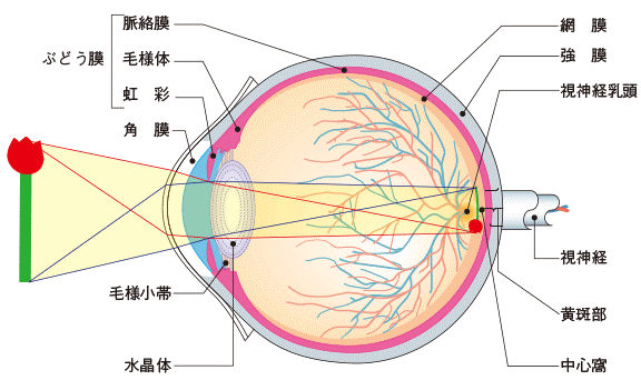 目の構造