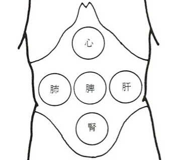 腹診のイラスト